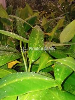 10 Banana Plants