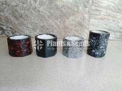 Cactus Pots