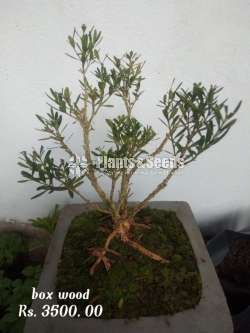 Box Wood Bonsai