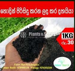 Dhayya(අළු රහිත කර දහයියා)