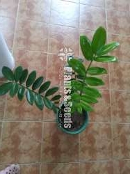Lucky plant 