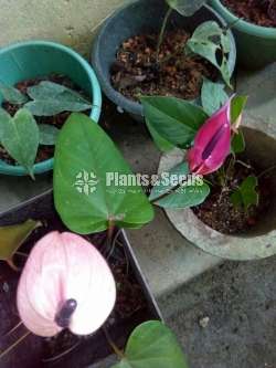 Lady Jane Anthurium  (ලේඩි ජේන් )