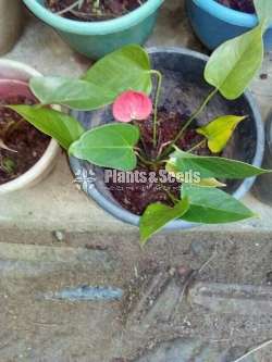 Lady Jane Anthurium  (ලේඩි ජේන් )