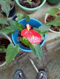Lady Jane Anthurium  (ලේඩි ජේන් )