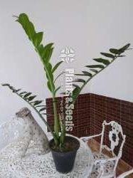  lucky plant for sale