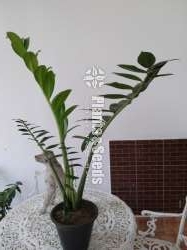  lucky plant for sale