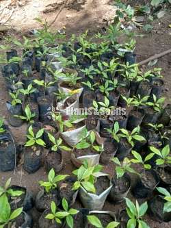Clove (කරාබුනැටි පැල)