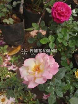 Roses