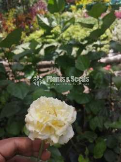 Roses
