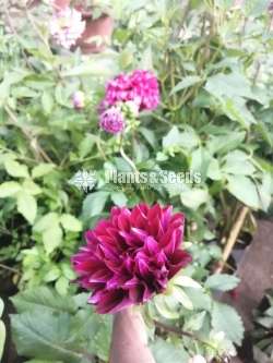 Deliya (ඩේලියා)