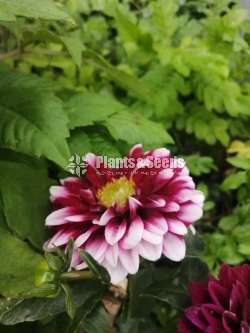 Deliya (ඩේලියා)
