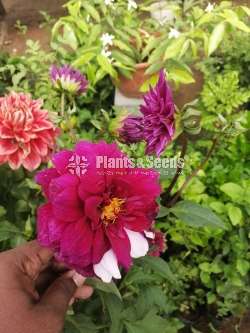 Deliya (ඩේලියා)