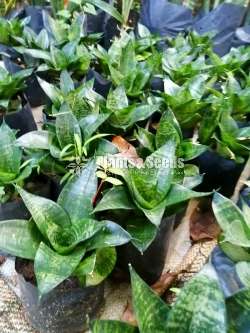 Sansevieria trifasciata Hahnii (Bird Nest)