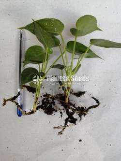 Anthurium Package