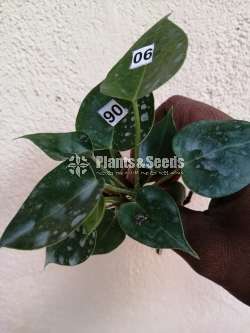 Anthurium Package