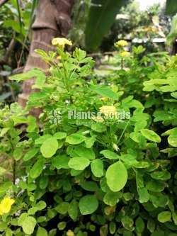 Kuru ahala(කුරු ඇහැල ),බේබි ඇහැල,ලොකු ඇහැල