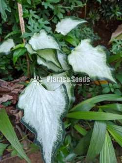 Caladium Collection