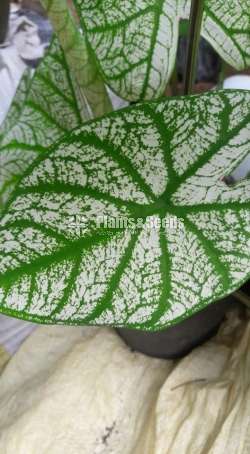 Caladium Collection