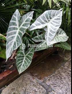 Caladium Collection