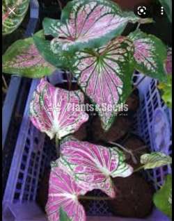 Caladium Collection