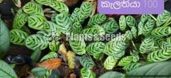 Calatheya Plants (Makoyana )