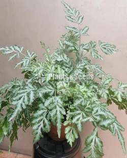 Ferns