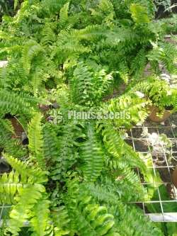 Ferns