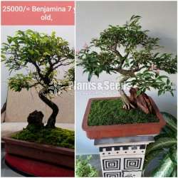 Benjamina Bonsai  (බෙන්ජමිනා)