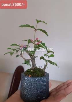 Bonnet Bonsai (බොනට්)
