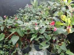 Lady Jane (ලේඩි ජේන් )
