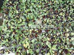 Lady Jane (ලේඩි ජේන් )