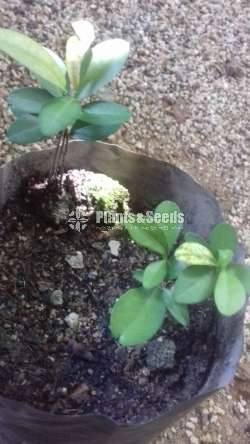 Yaki Naran (යකි නාරං)