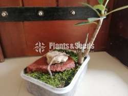 Ficus Microearpa Bonsai