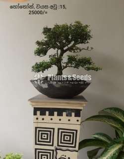 Hothon Bonsai