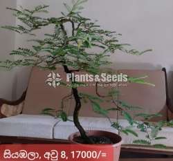 Tamarine Bonsai