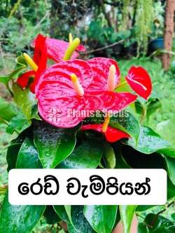 Anthurium(ලේඩි ජේන් ) 25 Plants