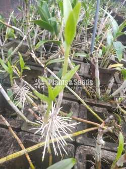 Orchids (ඕකිඩ්)