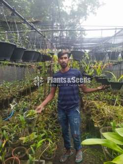 Orchids (ඕකිඩ්)