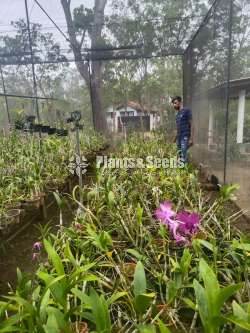 Orchids (ඕකිඩ්)