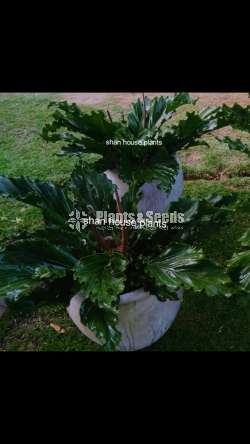 Anthurium hookeri birds nest 