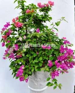 Bougainvillea (බෝගන්විලා)