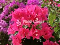Bougainvillea (බෝගන්විලා)