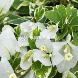 Bougainvillea (බෝගන්විලා)