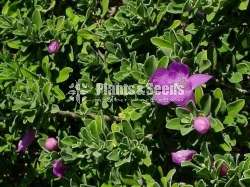 Niyon (නියෝන් )