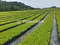 Cinnamon Plants  (කුරුදු පැල)
