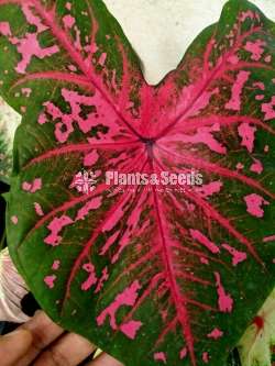 Caladium Collection