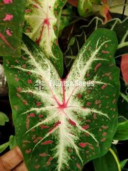 Caladium Collection