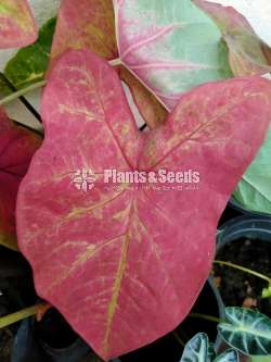 Caladium Collection