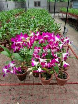 Dendrobium Orchid Plants with Flowers