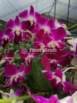 Dendrobium cut flowers